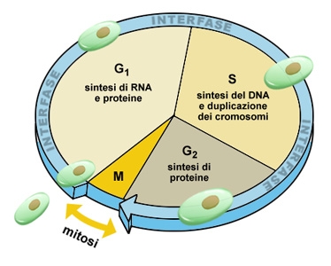 imagine cu ciclo cellulare